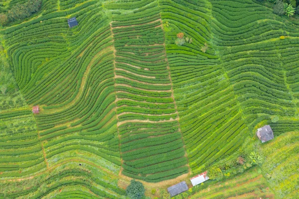 Αεροφωτογραφία Κορυφή Του Πράσινου Φρέσκο Τσάι Φράουλα Αγρόκτημα Χωράφια Γεωργικών — Φωτογραφία Αρχείου
