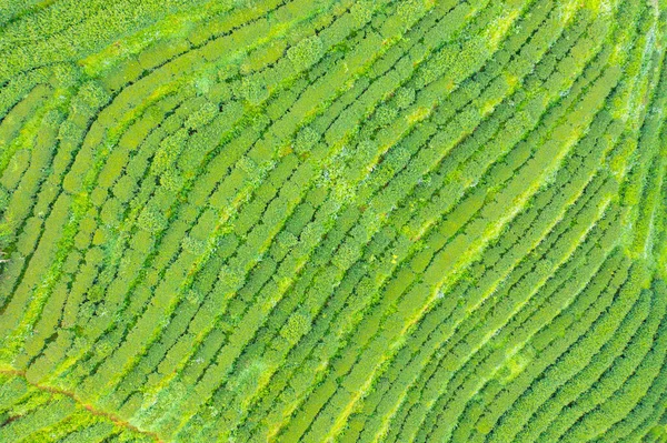 Vista Superior Aérea Del Verde Fresco Granja Fresas Campos Plantas — Foto de Stock