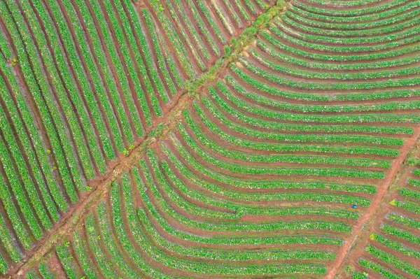 Вид Згори Зелені Свіжі Чайні Або Полуничні Ферми Сільськогосподарські Поля — стокове фото