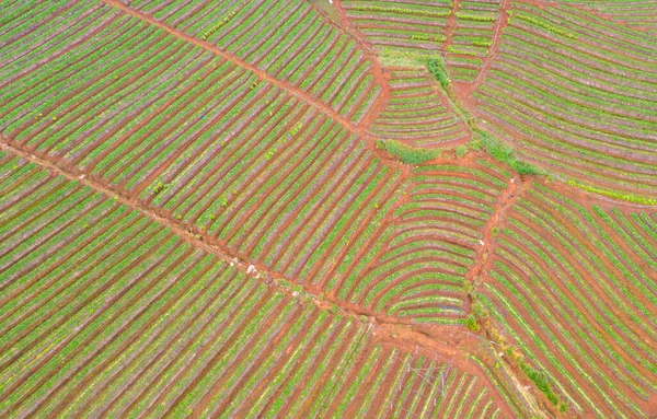 Vista Superior Aérea Del Verde Fresco Granja Fresas Campos Plantas —  Fotos de Stock
