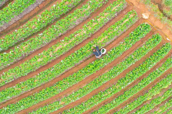 Vista Aérea Superior Uma Mulher Com Chá Verde Fresco Fazenda — Fotografia de Stock