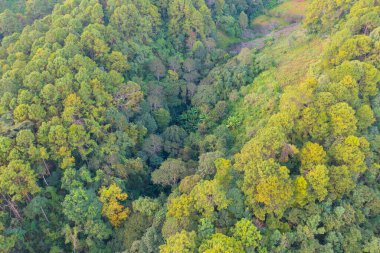 Tayland 'da yaz mevsiminde, ulusal parktaki tropikal ormanlardaki yemyeşil ağaçların ve dağların havadan görünüşü. Doğa manzarası. Desen dokusu arkaplanı.