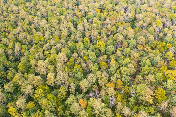 Luftaufnahme Von Üppig Grünen Bäumen Von Oben Tropischen Wäldern Nationalpark — Stockfoto