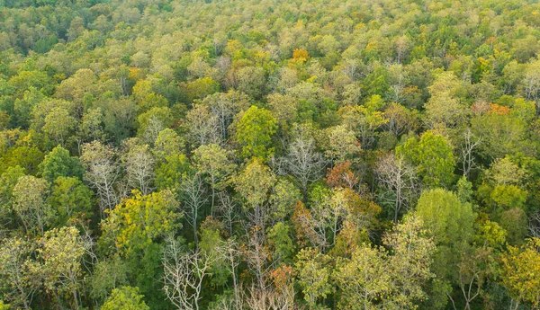 Vista Aerea Dall Alto Lussureggianti Alberi Verdi Dall Alto Nella — Foto Stock