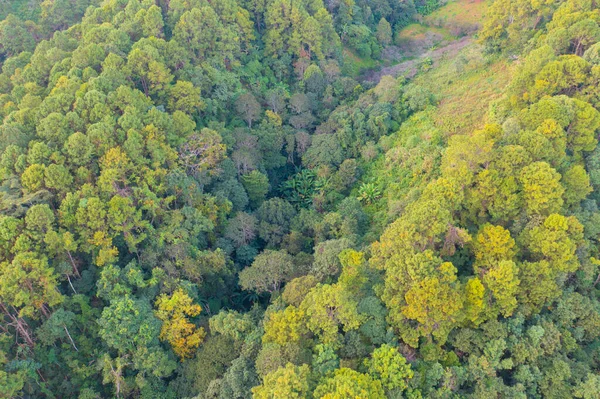 Повітряний Вид Буйних Зелених Дерев Згори Тропічних Лісах Національного Парку — стокове фото