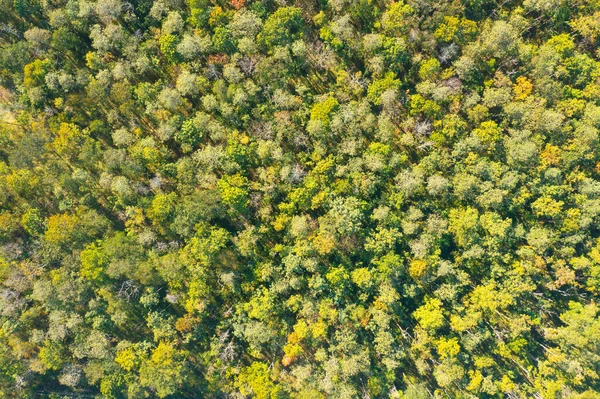 Aerial Top View Lush Green Trees Top Tropical Forest National — Φωτογραφία Αρχείου