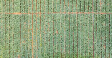 Taze yeşil çay veya çilek çiftliğinin havadan görünüşü, Asya 'daki tarımsal bitki tarlaları. Kırsal bölge. Çiftlik dokusu. Doğa manzarası. Chiang Mai, Tayland.