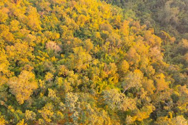Yaz mevsiminde milli parktaki tropikal ormanlardaki yemyeşil ağaçların ve dağların havadan görünüşü. Doğa manzarası. Desen dokusu arkaplanı.
