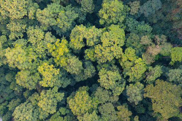 Aerial top view of lush green trees from above in tropical forest in national park and mountain or hill in summer season. Natural landscape. Pattern texture background.