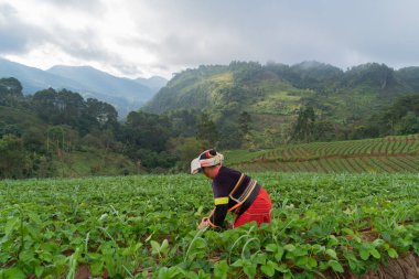 Yeşil taze çay ya da çilek çiftliği olan bir Karen kabilesi kadını, Asya 'da tarımsal bitki tarlaları. Kırsal bölge. Çiftlik dokusu. Doğa manzarası. Chiang Mai, Tayland.