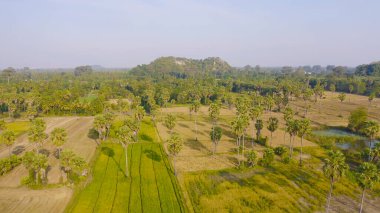 Pathum Thani, Tayland 'ın kırsal kesimindeki Sam Khok bölgesinde günbatımında yeşil pirinç tarlasında Dong Tan ağaçlarının hava manzarası. Seyahat konseptinde doğa manzarası turistik cazibe.