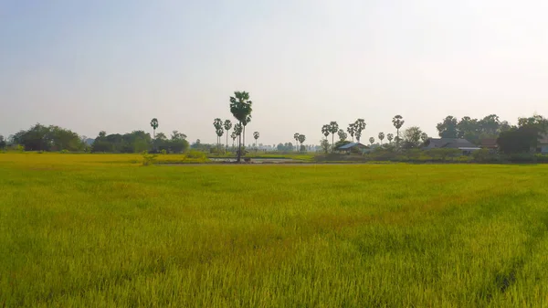 มมองด านบนทางอากาศของต นดงตาลในไร าวส ยวในอ ทยานแห งชาต พระอาท ตกในอ าเภอสามโคกในพ — ภาพถ่ายสต็อก