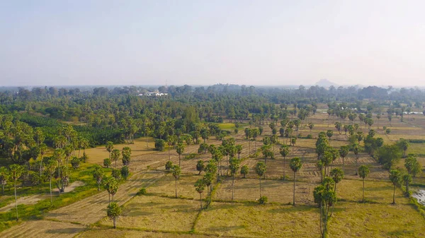 Aerial Top View Dong Tan Trees Green Rice Field National — Foto de Stock