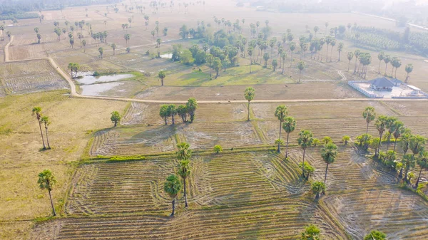 Pandangan Atas Udara Pohon Dong Tan Sawah Hijau Taman Nasional — Stok Foto