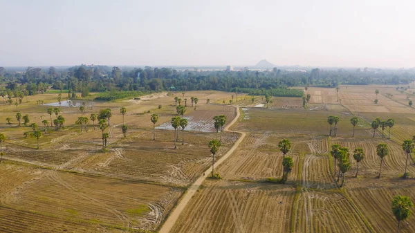 Aerial Top View Dong Tan Trees Green Rice Field National — Foto de Stock