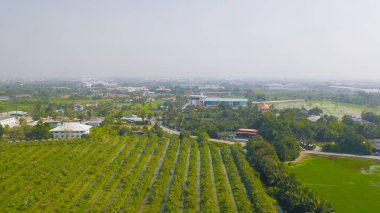 Yaz mevsiminde ulusal parktaki tropikal ormanın yukarısından yemyeşil ağaçların havadan görünüşü. Doğa manzarası. Desen dokusu arkaplanı.