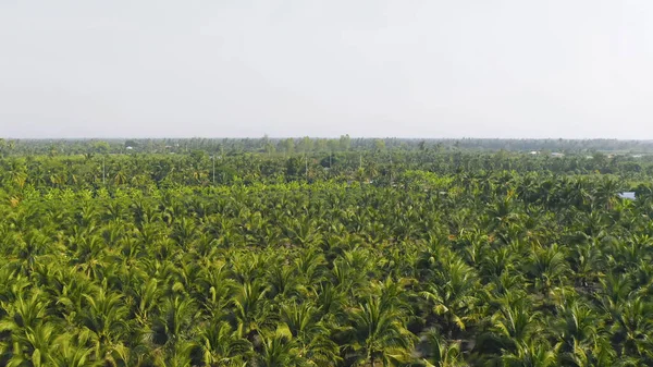 Vista Aérea Superior Árvores Verdes Exuberantes Cima Floresta Tropical Parque — Fotografia de Stock