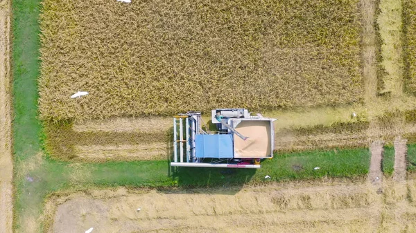 Kuru Olgun Pirinç Tarlalarında Çalışan Traktör Pirinç Arabasının Havadan Görünüşü — Stok fotoğraf