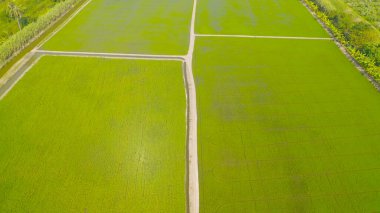 Taze çeltik pirincinin havadan görünüşü, Asya 'nın kırsal ya da kırsal kesimindeki yeşil tarım alanı. Doğa manzarası arka planı.