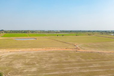 Taze çeltik pirincinin havadan görünüşü, Asya 'nın kırsal ya da kırsal kesimindeki yeşil tarım alanı. Doğa manzarası arka planı.