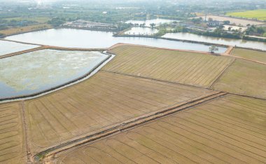 Taze çeltik pirincinin havadan görünüşü, Asya 'nın kırsal ya da kırsal kesimindeki yeşil tarım alanı. Doğa manzarası arka planı.