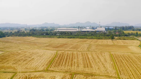 Taze çeltik pirincinin havadan görünüşü, Asya 'nın kırsal ya da kırsal kesimindeki yeşil tarım alanı. Doğa manzarası arka planı.