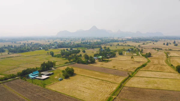 Vista Aérea Superior Arroz Paddy Fresco Campo Agrícola Verde Campo — Fotografia de Stock