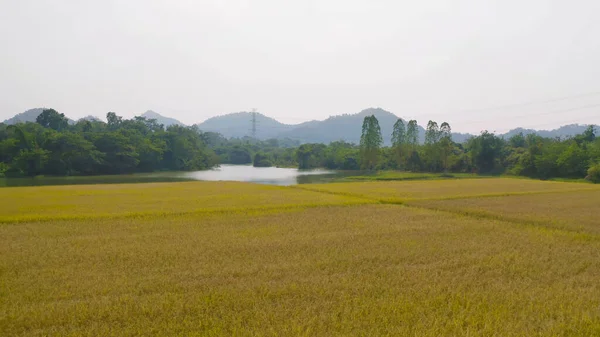 Vista Aérea Arroz Con Cáscara Fresca Campo Agrícola Verde Campo —  Fotos de Stock