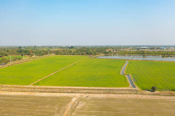 Taze çeltik pirincinin havadan görünüşü, Asya 'nın kırsal ya da kırsal kesimindeki yeşil tarım alanı. Doğa manzarası arka planı.