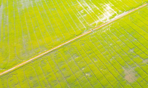 Légi Felvétel Friss Hántolatlan Rizs Zöld Mezőgazdasági Területen Vidéki Vagy — Stock Fotó