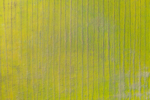 Flygfoto Ovanifrån Färskt Paddyris Grönt Jordbruksfält Landsbygden Eller Landsbygdsområden Asien — Stockfoto