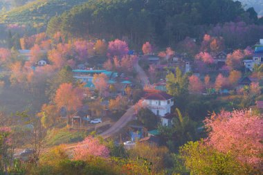 Pembe kiraz çiçeklerinin havadan görünüşü, sakura ağaçları. Köydeki konutlar. Doğa manzarası. Tatil tatili konseptinde seyahat turistik ilgi. Şehir merkezinden şehir içi konutlar.