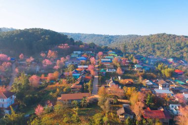 Pembe kiraz çiçeklerinin havadan görünüşü, sakura ağaçları. Köydeki konutlar. Doğa manzarası. Tatil tatili konseptinde seyahat turistik ilgi. Şehir merkezinden şehir içi konutlar.