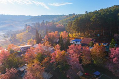 Pembe kiraz çiçeklerinin havadan görünüşü, sakura ağaçları. Köydeki konutlar. Doğa manzarası. Tatil tatili konseptinde seyahat turistik ilgi. Şehir merkezinden şehir içi konutlar.