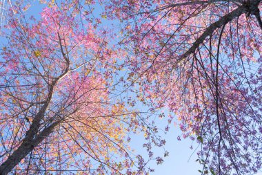 Phu Lom Lo Ulusal Parkı, Phu Hin Rong Kla Ulusal Parkı, Tayland 'da kiraz ağaçları çiçek açar. Doğal manzara arka planı. Bahar mevsiminde pembe renk.