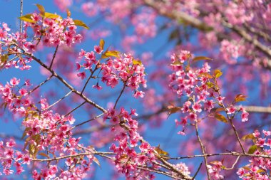Phu Lom Lo Ulusal Parkı, Phu Hin Rong Kla Ulusal Parkı, Tayland 'da kiraz ağaçları çiçek açar. Doğal manzara arka planı. Bahar mevsiminde pembe renk.