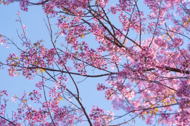 Phu Lom Lo Ulusal Parkı, Phu Hin Rong Kla Ulusal Parkı, Tayland 'da kiraz ağaçları çiçek açar. Doğal manzara arka planı. Bahar mevsiminde pembe renk.