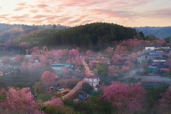 Вид Воздуха Розовый Цветок Вишни Сакуры Жилые Дома Деревне Природный — стоковое фото