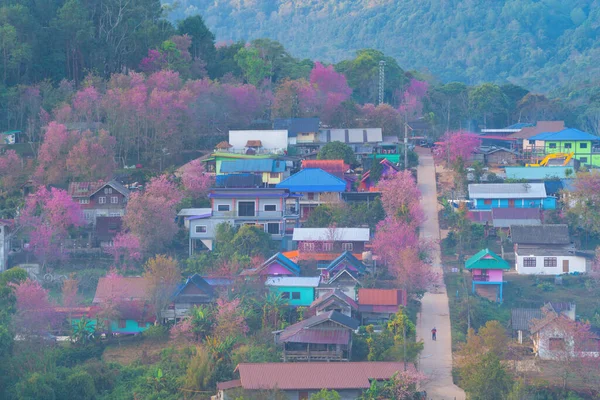 Légi Kilátás Rózsaszín Cseresznyevirágzás Sakura Fák Lakóházak Faluban Természet Táj — Stock Fotó