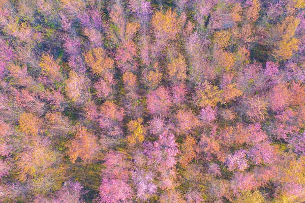 Górny Widok Lotu Ptaka Kwiaty Wiśni Sakura Kwitną Drzewa Phu — Zdjęcie stockowe