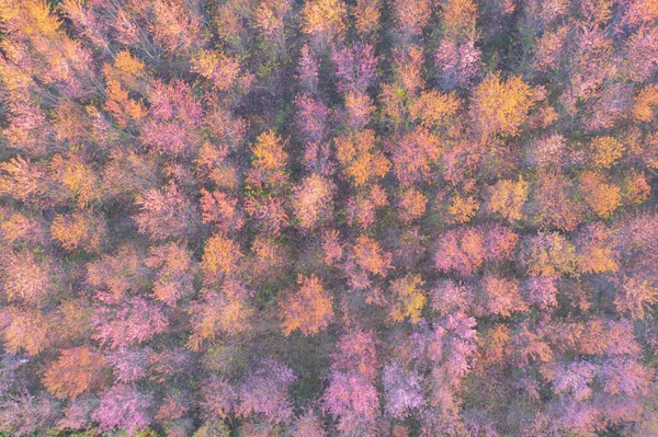 Górny Widok Lotu Ptaka Kwiaty Wiśni Sakura Kwitną Drzewa Phu — Zdjęcie stockowe