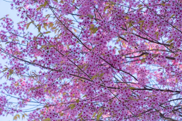 Цвітіння Сакури Цвіте Національному Парку Лом Національний Парк Фухін Ронг — стокове фото