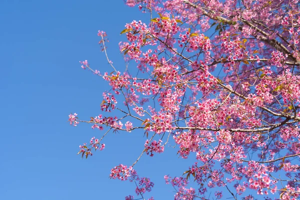Сакура Вишня Цветы Цветут Деревья Национального Парка Лом Хин Ронг — стоковое фото