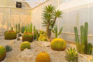 Kaktüs bitkileri tarım konseptinde bahçe çölünde kayalarla kurulur. Doğa manzarası arka planı.