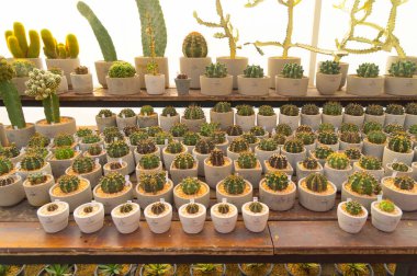 Kaktüs bitkileri tarım konseptinde bahçe çölünde kayalarla kurulur. Doğa manzarası arka planı.