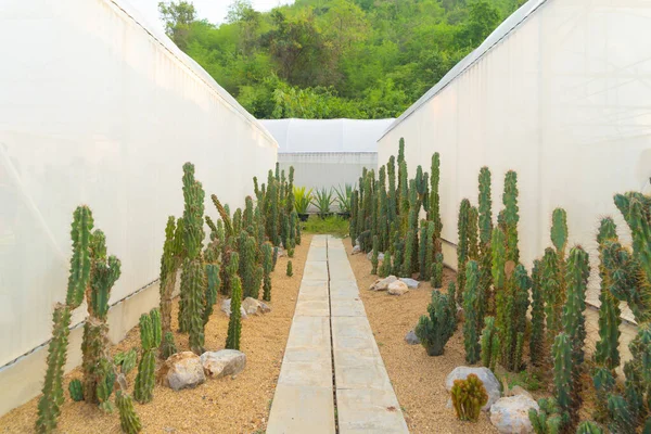 Kaktuspflanzen Mit Steinen Gartenwüste Industriebetrieb Landwirtschaftlichem Konzept Gesetzt Hintergrund Natur — Stockfoto