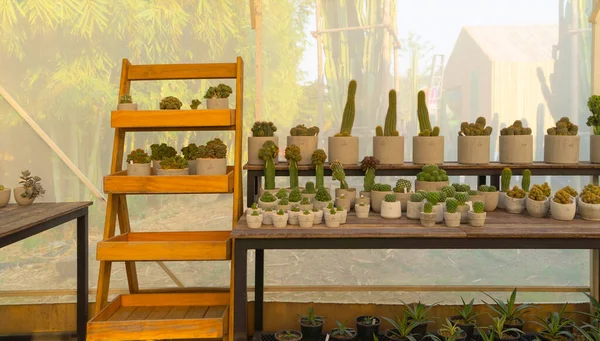 Kaktuspflanzen Mit Steinen Gartenwüste Industriebetrieb Landwirtschaftlichem Konzept Gesetzt Hintergrund Natur — Stockfoto