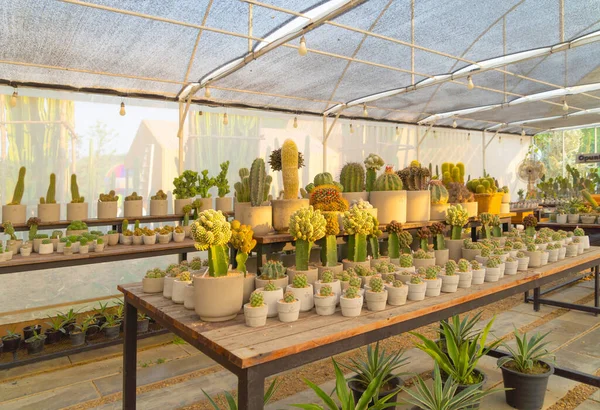 Kaktuspflanzen Mit Steinen Gartenwüste Industriebetrieb Landwirtschaftlichem Konzept Gesetzt Hintergrund Natur — Stockfoto