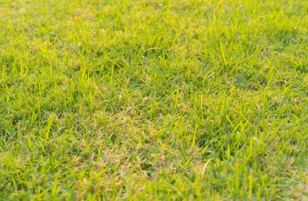 Покриття Свіжої Трави Зеленого Сільськогосподарського Поля Сільській Місцевості Або Сільській — стокове фото