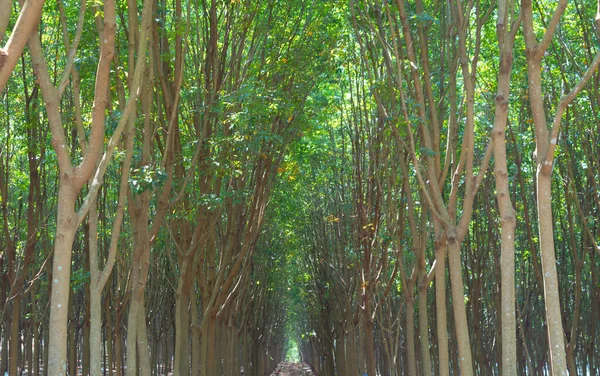 Túnel Árvore Plantação Borracha Phuket Tailândia Caminho Através Parque Jardim — Fotografia de Stock